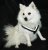 Hundesele MIM Allsafe - Crash-testet hundesele