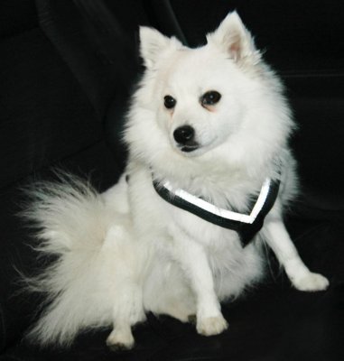 Hundesele MIM Allsafe - Crash-testet hundesele