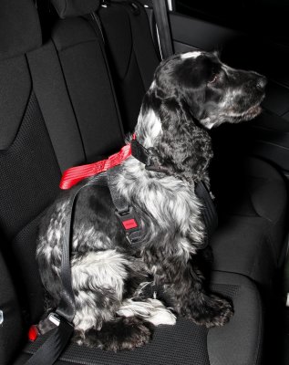 Artfex hundesele